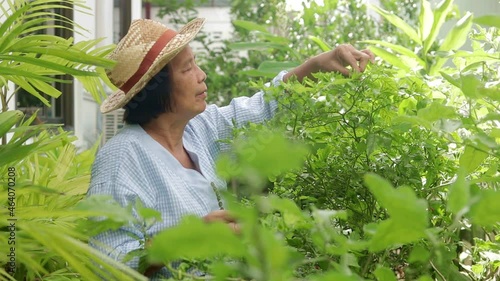happy asian elderly woman Gardening and growing edible vegetables at home She is picking vegetables for cooking. Social distance to prevent covid-19. Elderly health care concept retirement life