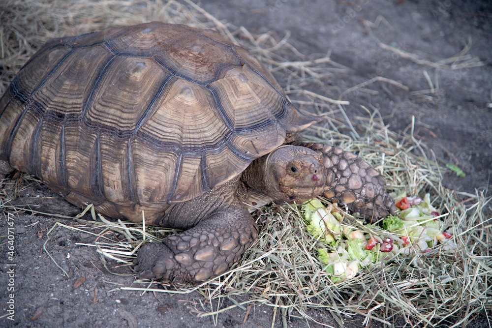 Obraz premium turtle on the grass