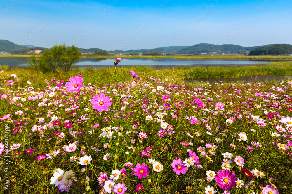Beautiful landscape of blooming cosmos flowers in a rural field on a sunny day