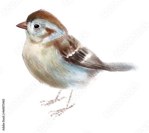 Field Sparrow, bird, watercolor drawing, digital illustration, animal.