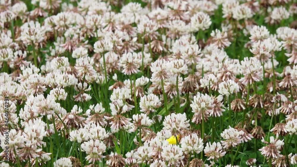 clover in the lawn in the garden clover in the lawn in the garden