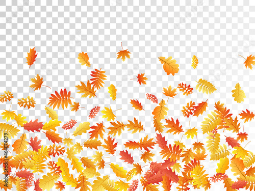 Oak, maple, wild ash rowan leaves vector, autumn foliage on transparent background.