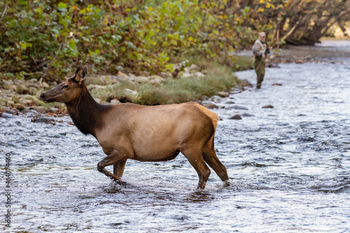 Cow Elk Crosses River As Fisherman Looks On In Background photo