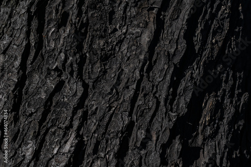 chestnut bark with visible details. background or textura © Krzysztof Bubel