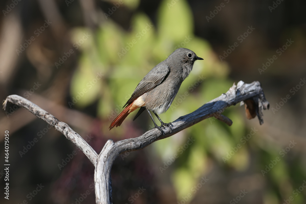 Fototapeta premium A very close-up shot of a black redstart female (Phoenicurus ochruros) in winter plumage on a branch and on the ground near the drinking bowl.