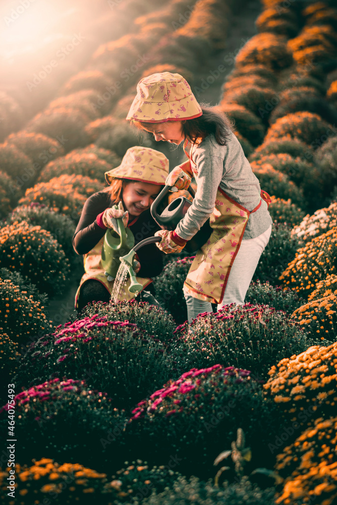 Kids watering flowers. Two sweet little girls spends time in the flowerbed of chrysanthemum during the beautiful sunny day. Family business producing flowers, daughters a little helpers.