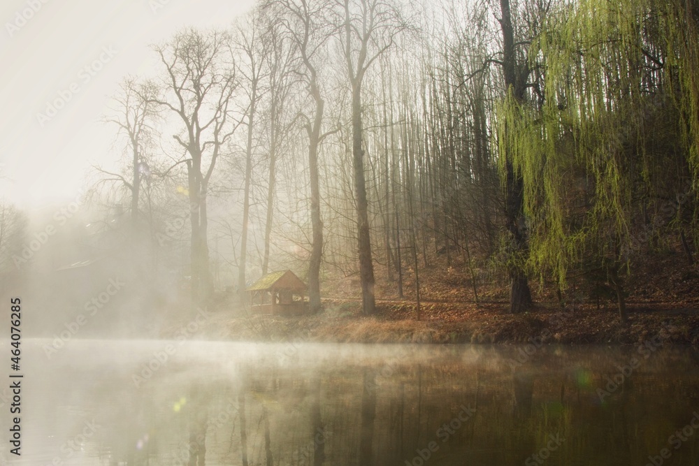 Obraz premium misty morning in the forest