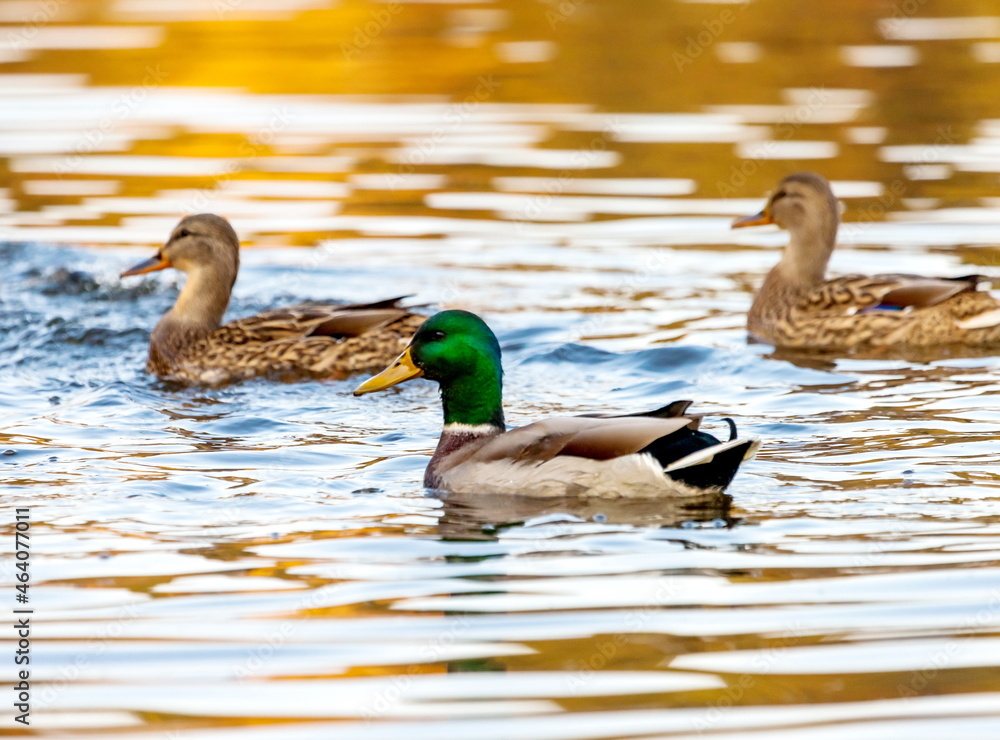 Obraz premium Ducks in the autumn pond