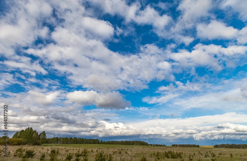 Field  grass and trees in summer against a blue sky with white clouds