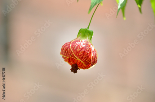 Detalhes de uma flor avermelhada. Flor conhecida como sininho chinês no Brasil. photo