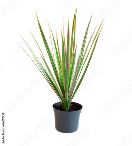 Dracaena in a pot on a white background. Green leaves of dracaena