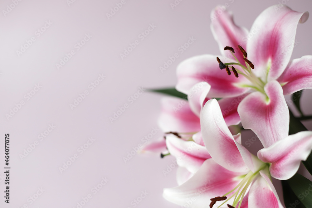Fresh smelly lilies in closeup on light pink background. Fresh smelly lilies in closeup on light pink background.
