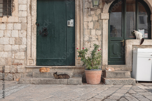 Cats of Dubrovnik, Hrvatska. Rector's Palace in Dubrovnik is one of the main attractions in Croatia. Most people visit the old town filled with restaurants, museums, ancient palaces and cathedrals.