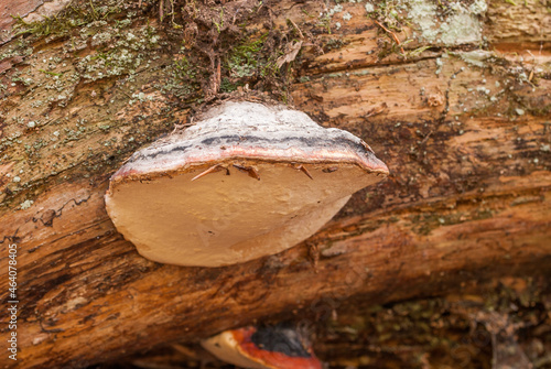 Poliporo marginato.Funghi a mensola sono parassiti le cui “radici” (micelio) si insinuano sotto la corteccia dell'albero approfittando di piccole ferite o microlesion legno, il micelio forma- photo