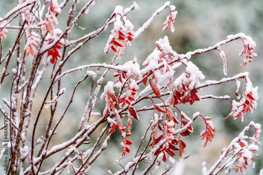 雪と紅葉　季節の狭間