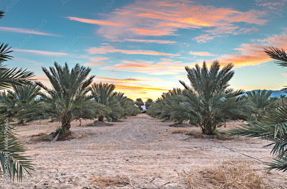 Plantation of young date palm trees at dawn, desert agriculture in the Middle East Plantation of young date palm trees at dawn, desert agriculture in the Middle East