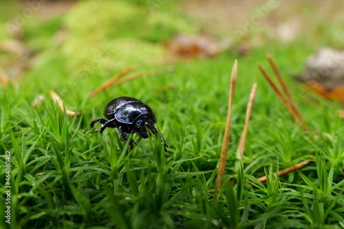 Black Beatle in Forrest photo