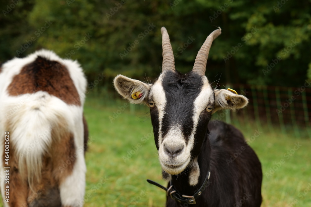 Curious Goat Kid