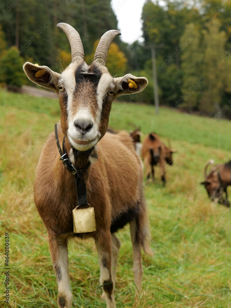 Brown Goat with a Bell