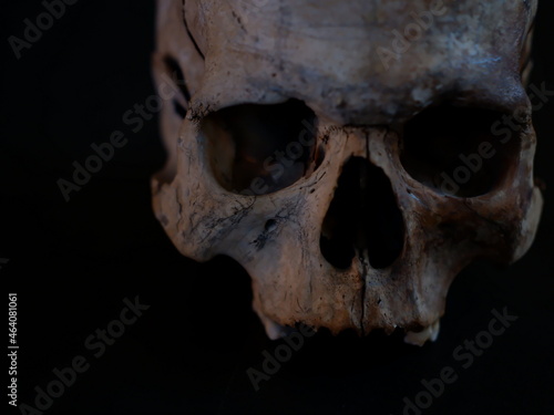 skull on wood
halloween
skull
