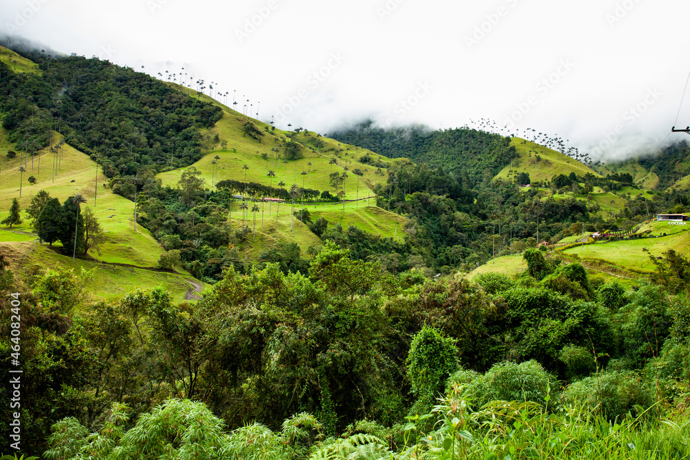 View of the beautiful cloud forest and the Quindio Wax Palms at the Cocora Valley located in Salento in the Quindio region in Colombia.