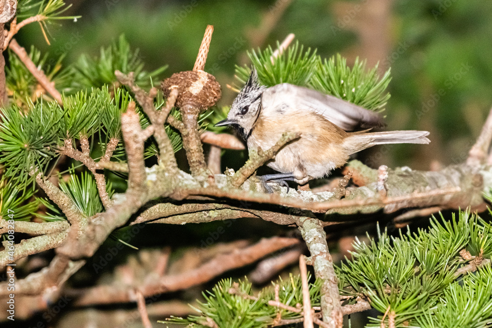 crested tit perched on a tree branch crested tit perched on a tree branch