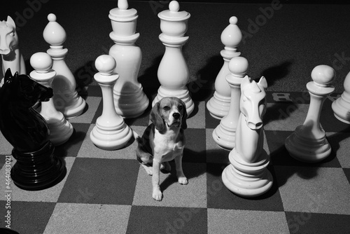 beagle playing chess