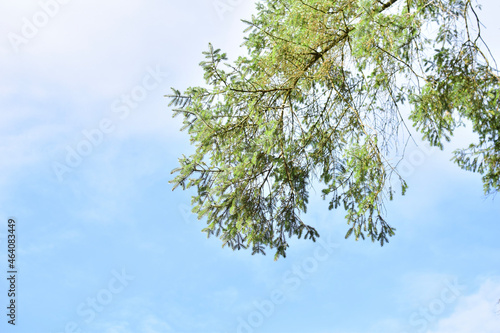 Pine needles against blue sky