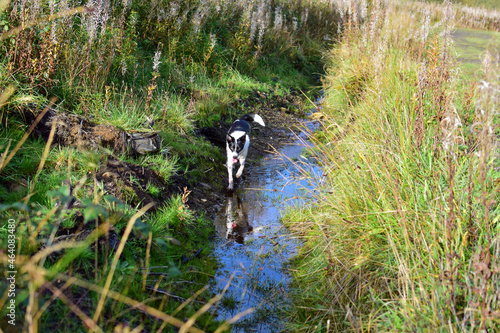 Dog in stream