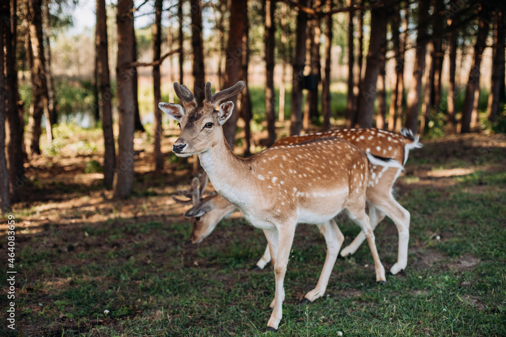 deer deer