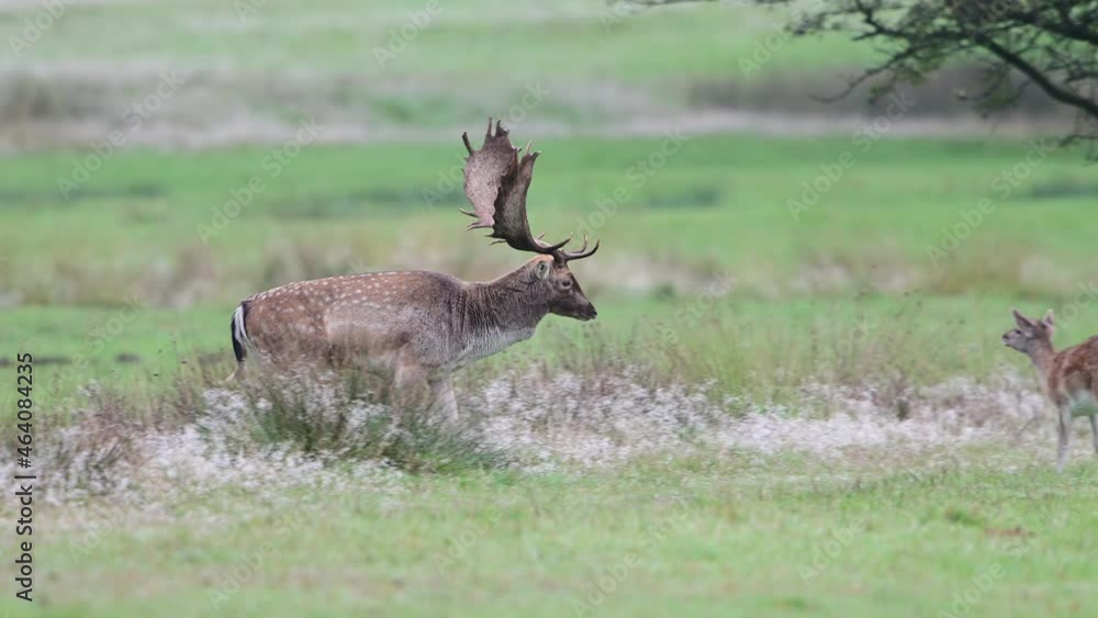 Fallow buck walking over the forest meadow and looks for females, rutting time, autumn, (dama dama), germany, north rhine westphalia Fallow buck walking over the forest meadow and looks for females, rutting time, autumn, (dama dama), germany, north rhine westphalia