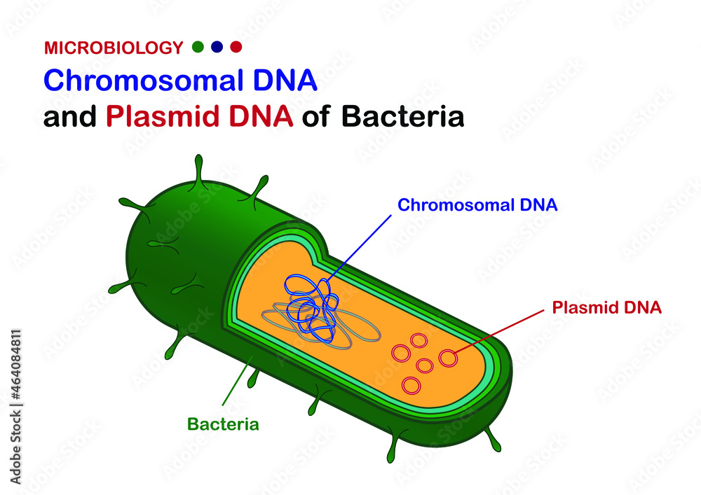 Microbiology illustration show diagram of chromosomal DNA and plasmid