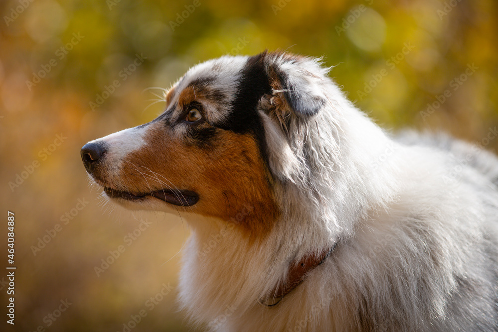 Portrait of a cute Australian Shepherd dog.