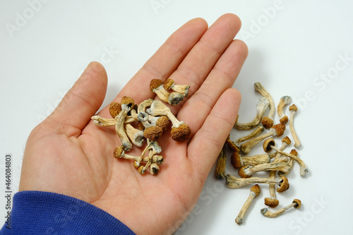 Psilocybe Cubensis mushrooms in man's hand on white background. Psilocybin psychedelic magic mushrooms Golden Teacher. Top view, flat lay. Micro-dosing concept.
