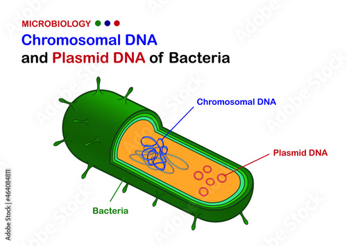 Microbiology illustration show diagram of chromosomal DNA and plasmid DNA of bacteria