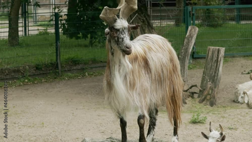 Girgentana Goat stands on a rock and looks around. Girgentana Goat stands on a rock and looks around.