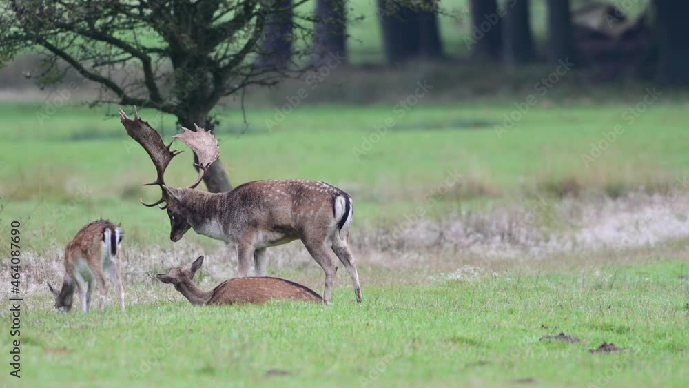 Fallow buck standing by a recumbent female checking her readiness to mate, rutting time, autumn, muensterland, germany, (dama dama) Fallow buck standing by a recumbent female checking her readiness to mate, rutting time, autumn, muensterland, germany, (dama dama)