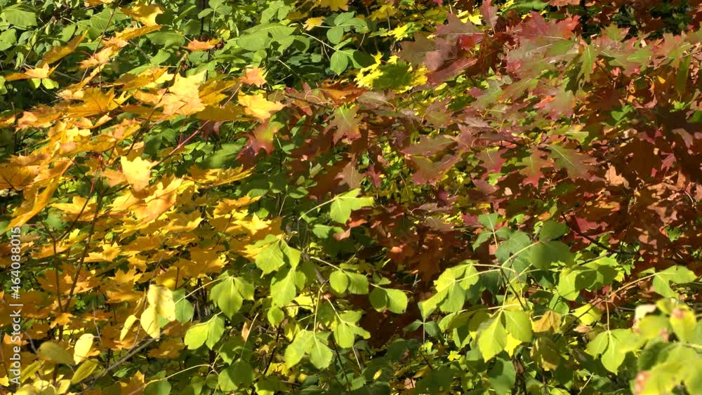 Autumn, forest, coloured leaves, breeze Autumn, forest, coloured leaves, breeze