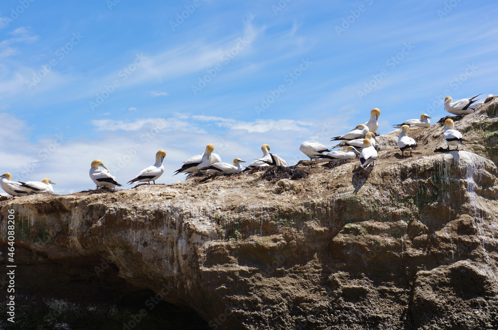 Fototapeta premium Gannets at Cape Kidnappers Gannet colony, New Zealand, North Island, Hawks Bay