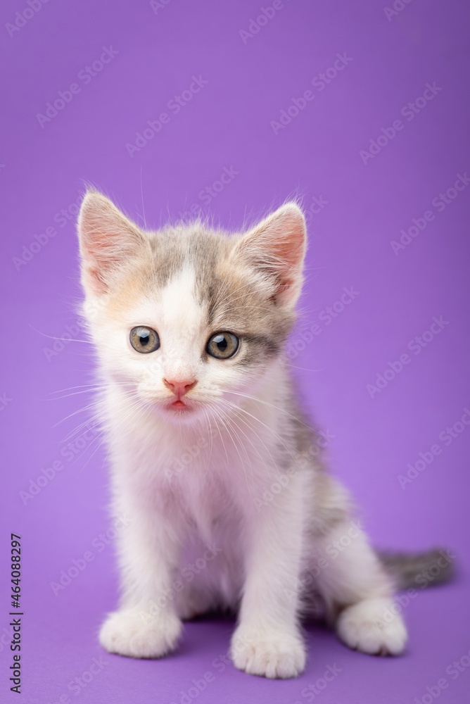 Adorable little kitten on violet background. Studio shot of white fluffy newborn cat