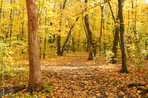 A trail covered with yellow foliage of maple, elm, oak and linden on an autumn day