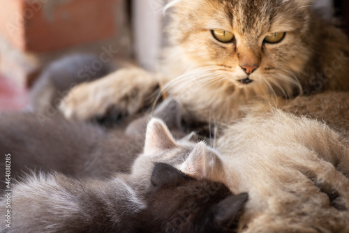 Mother cat nursing her kittens. Cat family together