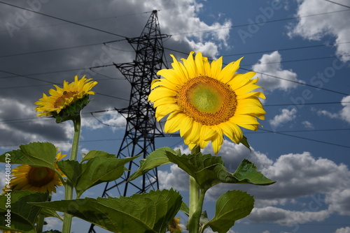 Sunflowers under power lines
