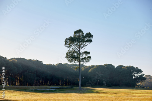 Lone pine tree at the edge of a forest