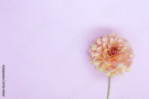 Dahlia pink flower on purple background.