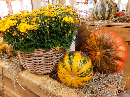 Pumpkins and a basket with yellow flowers. Autumn still life with seasonal fruits,vegetables and flowers