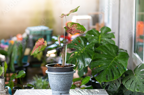 Caladium Bicolor beautiful leaves, best in the pot for garden decoration. photo