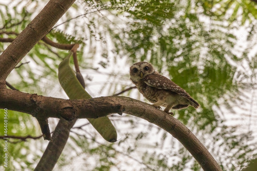 Spotted owlet (Athene brama) at Kolkata, India Spotted owlet (Athene brama) at Kolkata, India