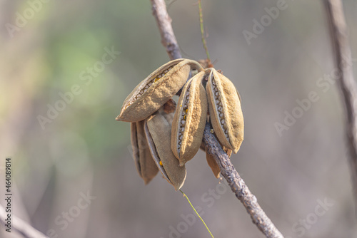 Red Kurrajong spikey seed pods opening photo