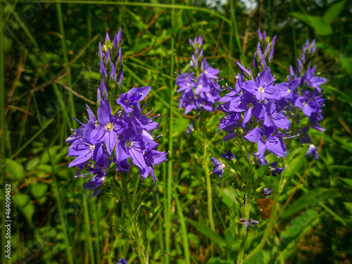 meadow flowers blue campanula